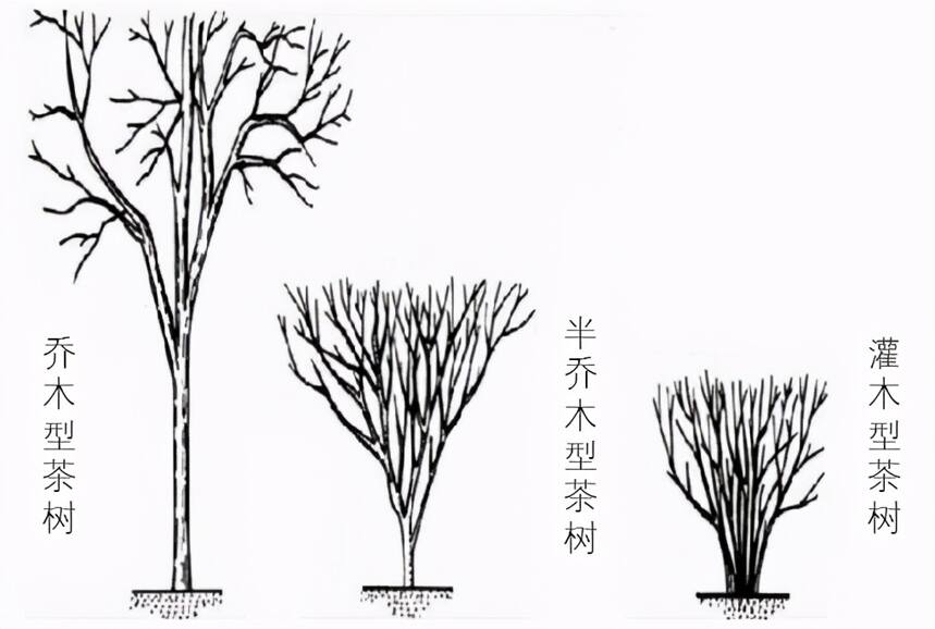 如何鉴别一款茶为老茶？以普洱为例，着重聊聊耐泡度