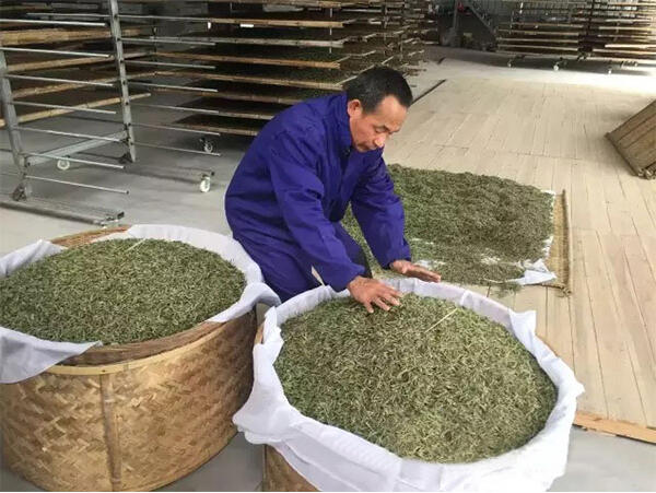 百匠寻茶人：“择一事，终一生”，白茶工匠师陈宝振的制茶工艺