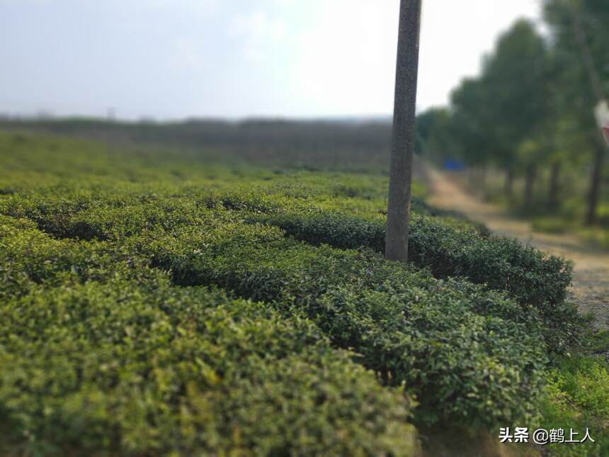 绿茶与红茶的区别：进阶茶客看色香味，高阶茶客看身世