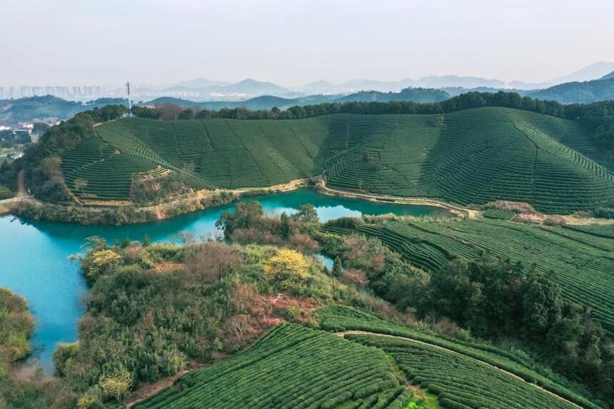 “艺”炒雄踞龙虎榜，千杯香茗万般芳——这场炒茶大赛确定不来？