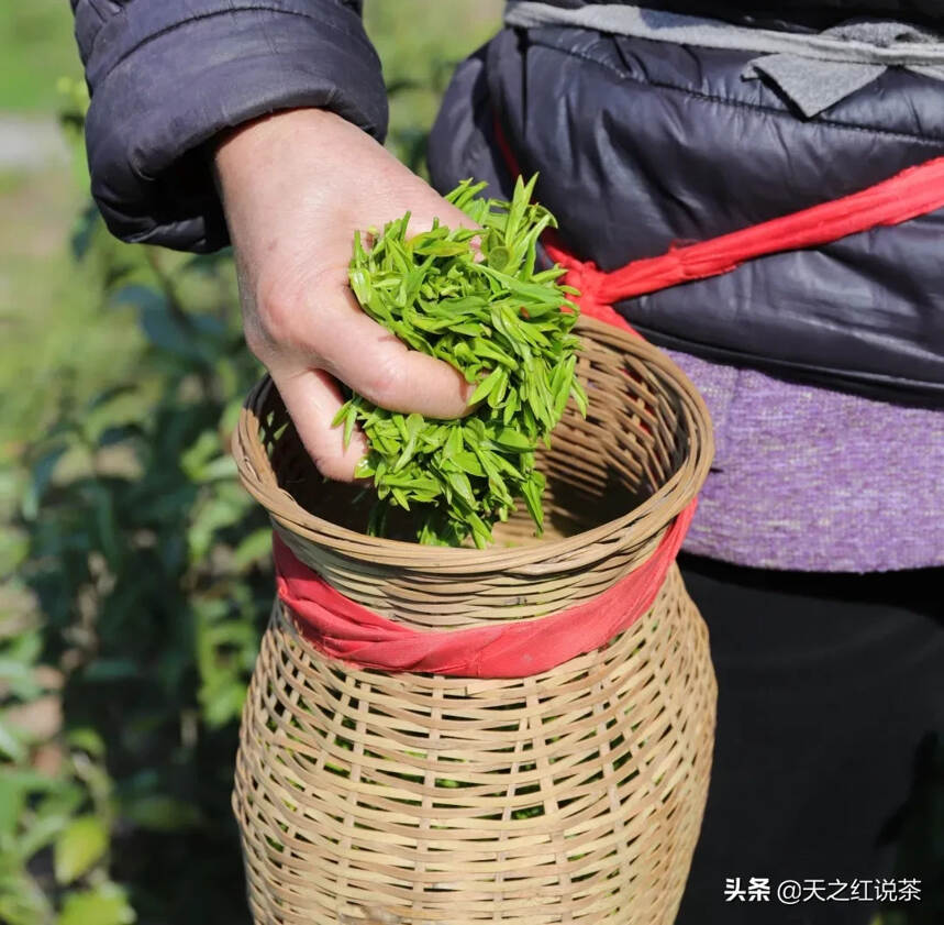 不饮春茶，怎知春光至？