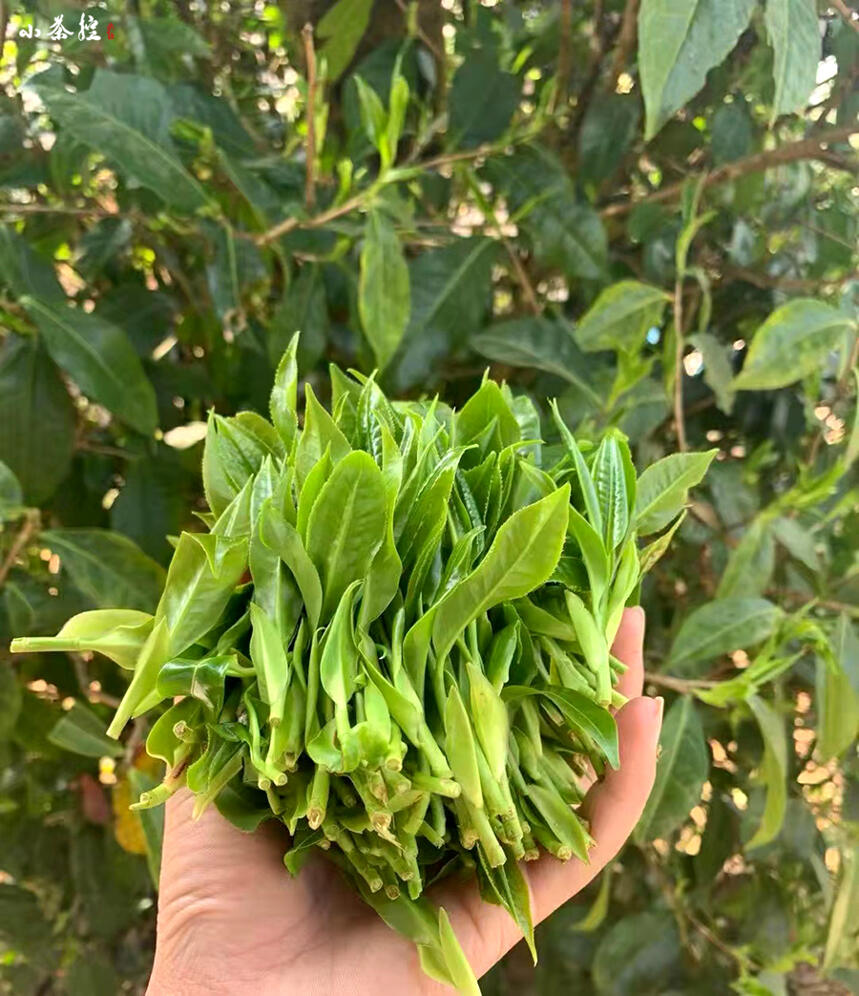 可以陈化的红茶：云南荒野红茶的“荒”和“野”