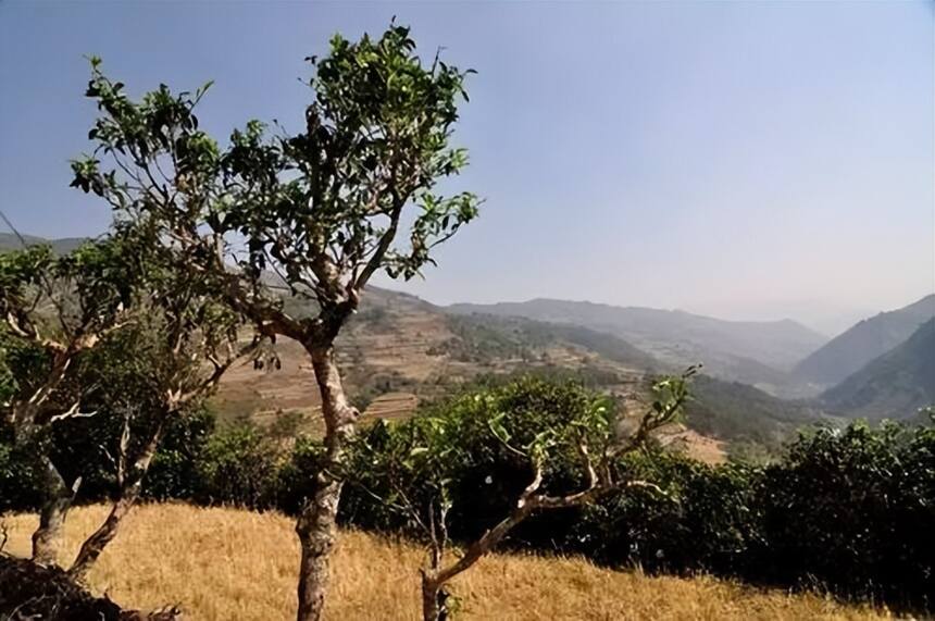 景东五大古茶山之老仓福德古茶山