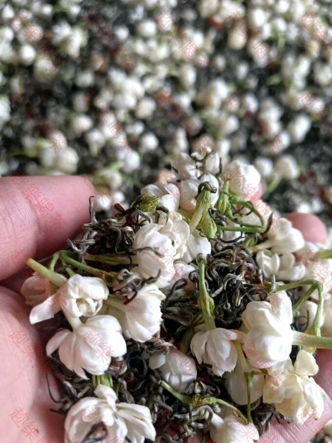 为什么爱茶人大多看不起茉莉花茶？