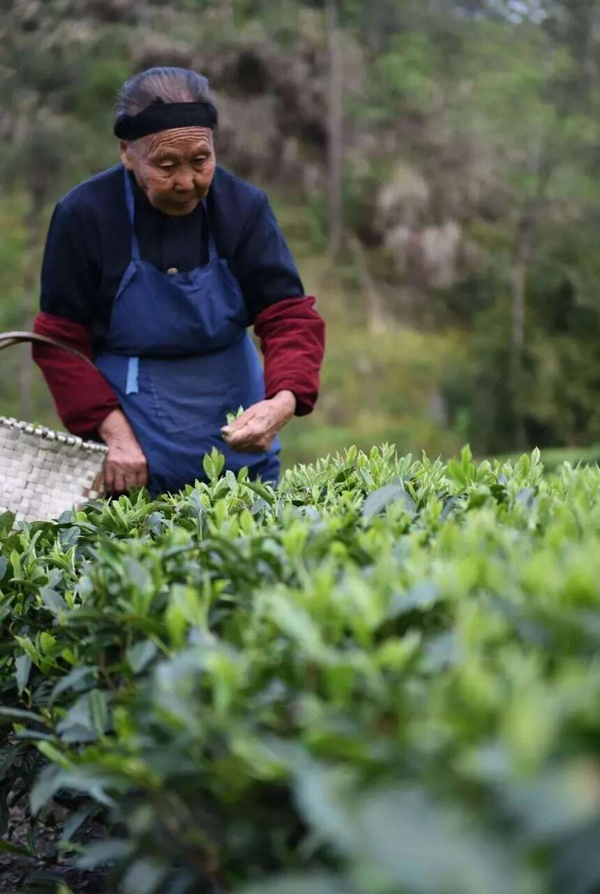 工艺有缺陷的白茶有哪些特征？白茶不对味，不好喝？