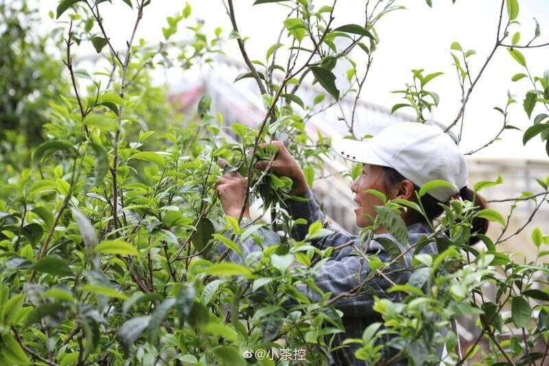 你喝的那一杯茶，真的很高贵