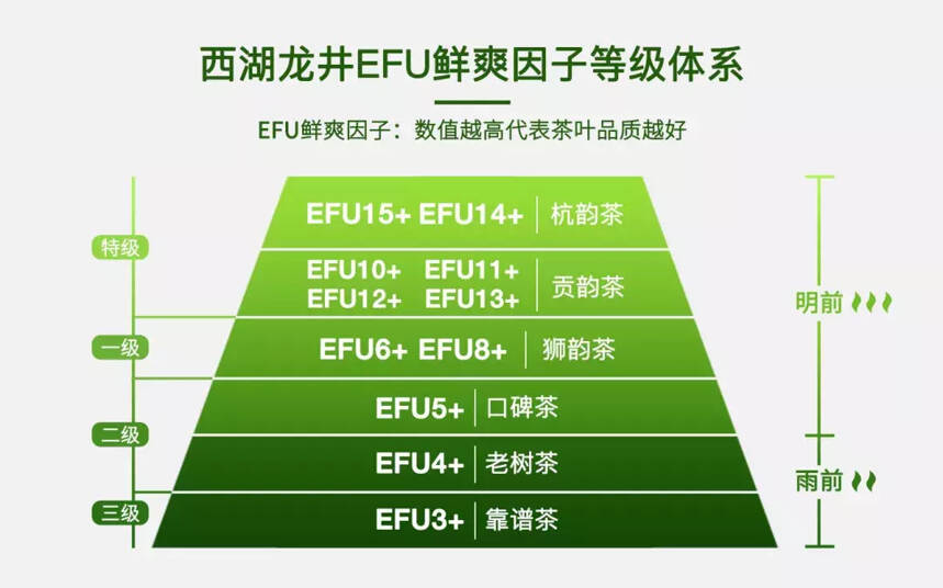 艺福堂研发部总监单枞：有了EFU让消费者睁开眼喝茶