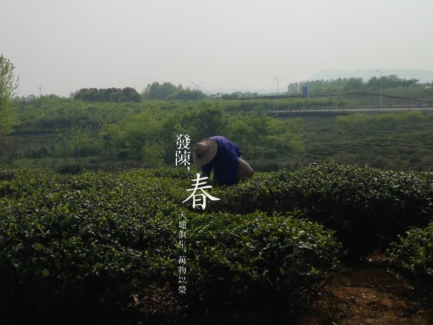 茶不要随便寄，茶有茶语，朋友间寄茶的含义，你可知道？