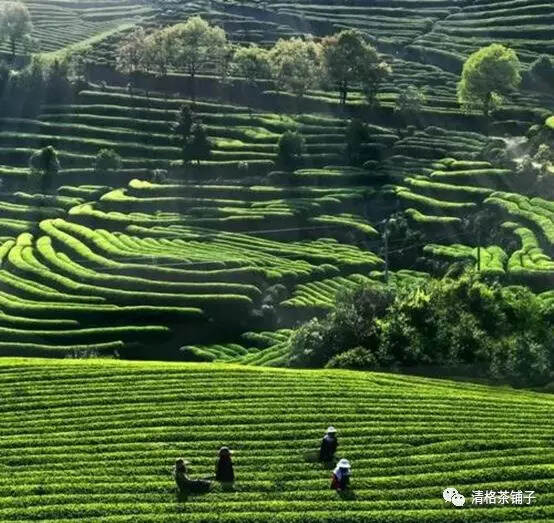 “石乳”留香记-武夷岩茶