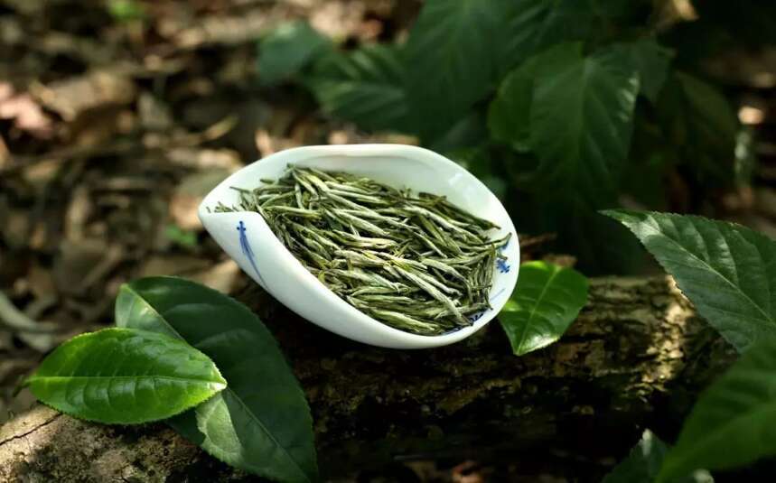 千年前，皇帝喝的茶竟然是由12岁少女采摘的