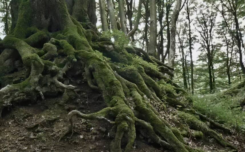 高山白茶喝起来是清甜爽口？这三个原因是关键