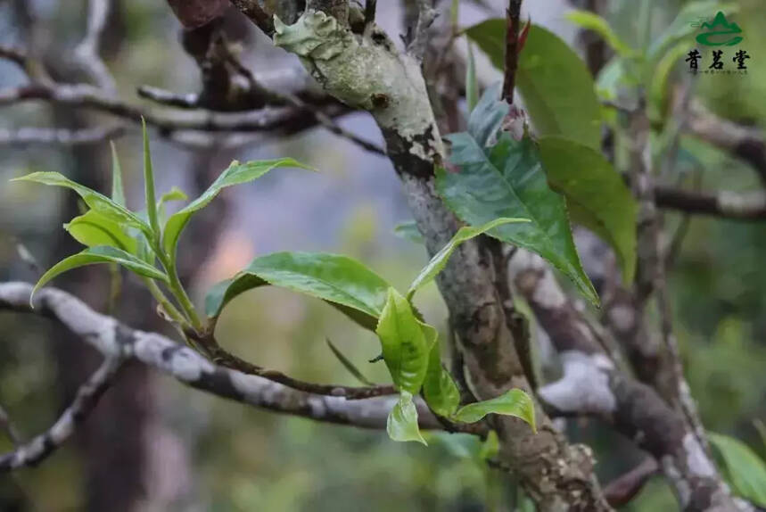 昔茗堂生肖纪念茶饼，您收藏馈赠的不二之选