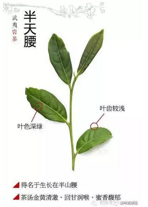 大师说 | 名丛、花名的选育及命名