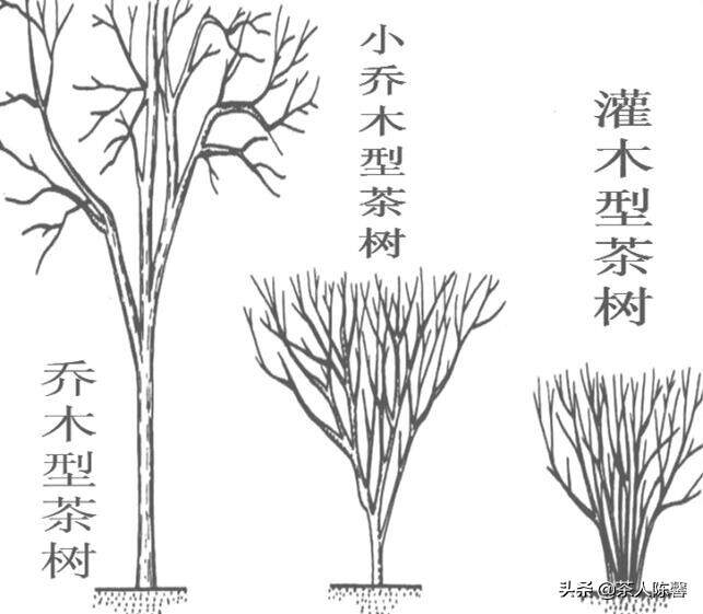 番外篇——— 何为茶？