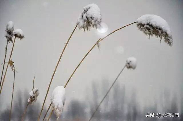 节气｜大寒，一年中的最后一个节气