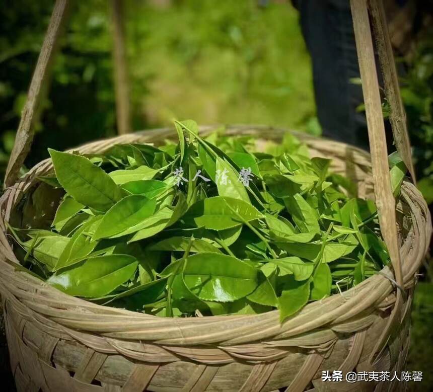 武夷岩茶｜一片叶子 带你了解武夷山的一方水土