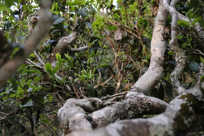 以润茶识 | 普洱茶的“苦涩”从何而来，对后期的转化又有何影响？