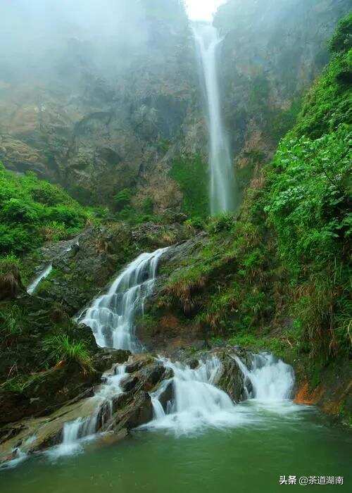 春翠岳峰茶