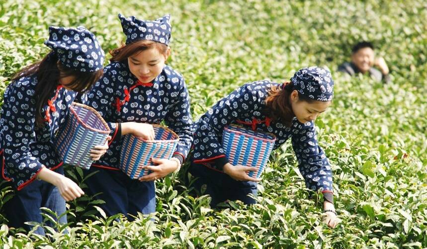 2020年春茶生产趋势预测