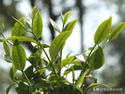 施肥的茶品质不好？你们错了