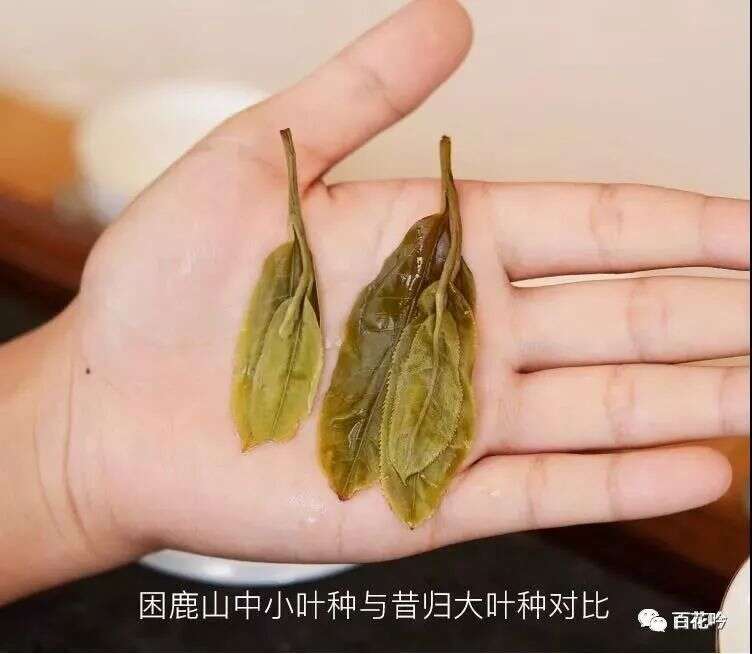 同是普洱茶，为什么有的一斤2000元，有的只要20元？