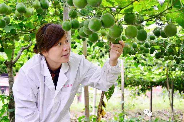 中国最大的罗汉果种植基地广西桂林市永福县龙江乡