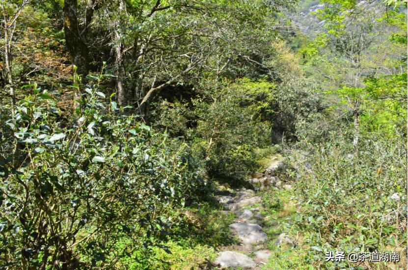 茶香舜皇山老山界——写在第三届舜皇山野茶节举办之际