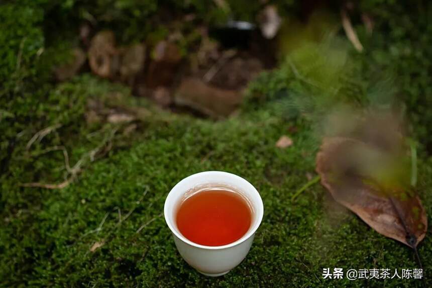 武夷山到底有多少茶树品种，茶人口中的奇种你知道是什么吗？