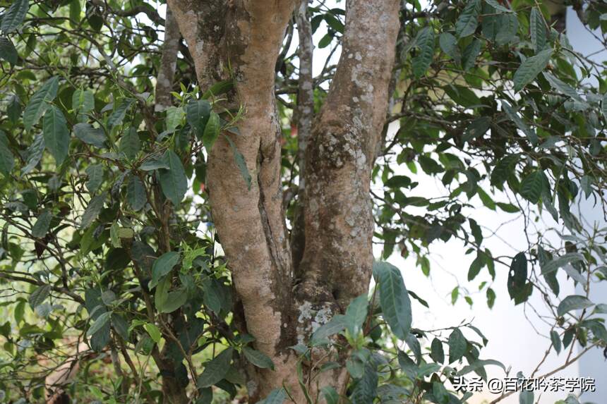 普洱茶有那么多山头，哪座山头的春茶口感更好？