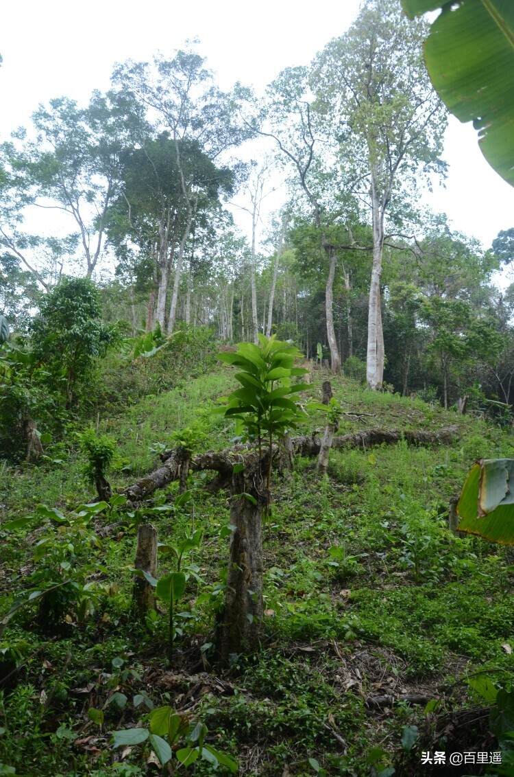 老茶客常常说的普洱茶山野气韵到底来自哪里？