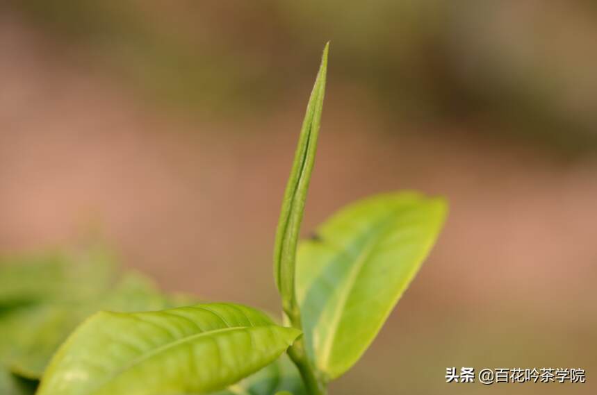 再好的普洱茶，也经不起错误的泡法摧残，请避开这四种冲泡方式！