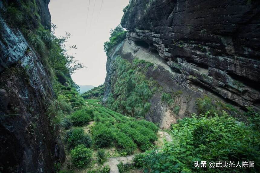 岩茶界的“三大当家”之一：肉桂到底有什么魅力？