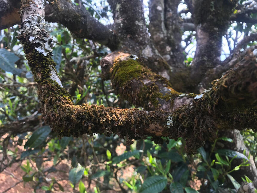 喝懂云南滇红茶，看完这篇文章就够了！