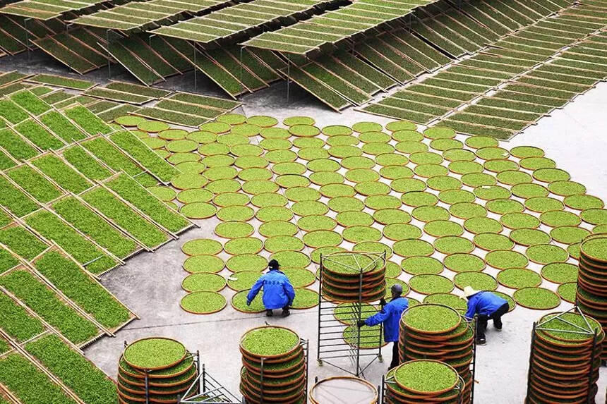 「茶工艺」普洱茶鲜叶处理——萎凋