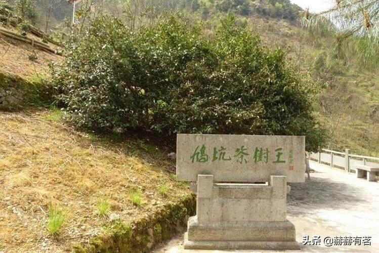 “千岛玉叶”凭什么比西湖龙井还“美”？