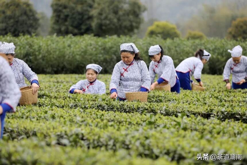 闻“春”而动，香飘万里---昨日这场活动嗨翻杨溪桥