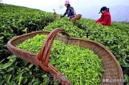 蒙顶甘露与奉化曲毫的风味差别，卷曲形名优绿茶的风味特点