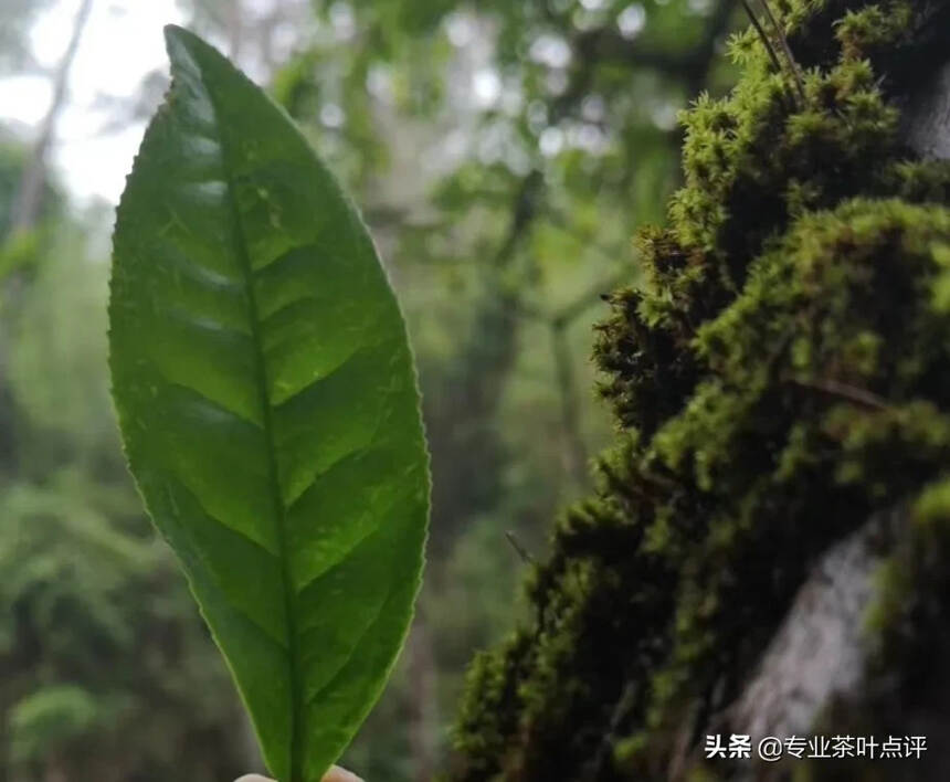 叶底看茶的门道：为啥有人爱看叶底？