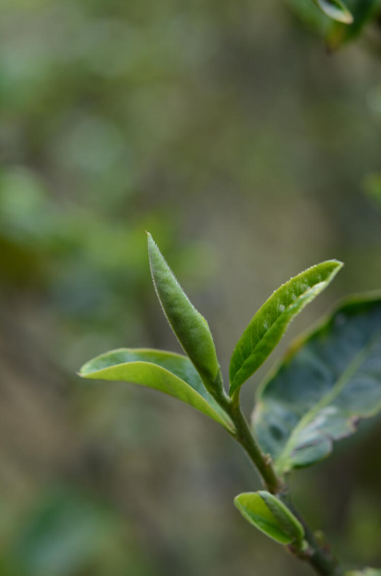 普洱春茶和秋茶的区别在哪里？