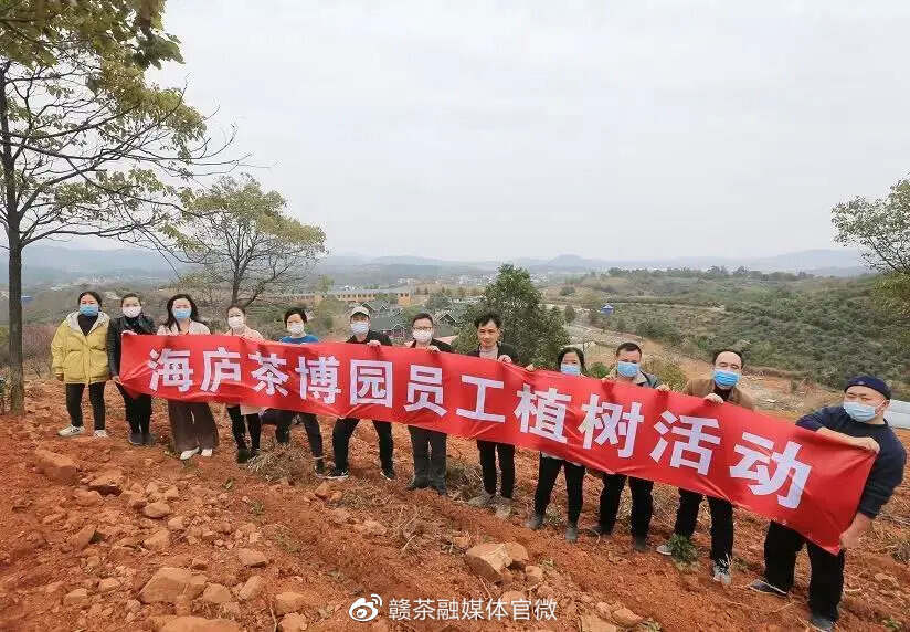 春茶季 | 春日至 百花香 春茶开采好时节（三）