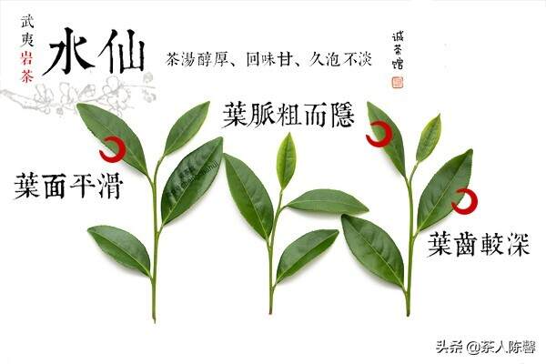 评茶篇————41，武夷岩茶 之老枞水仙