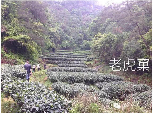 茶理王 | 理科生眼中的茶叶香气影响论