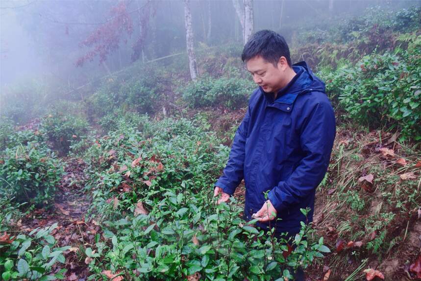 “阳际峰”茶 章高友：“道”香深处，隐于山林