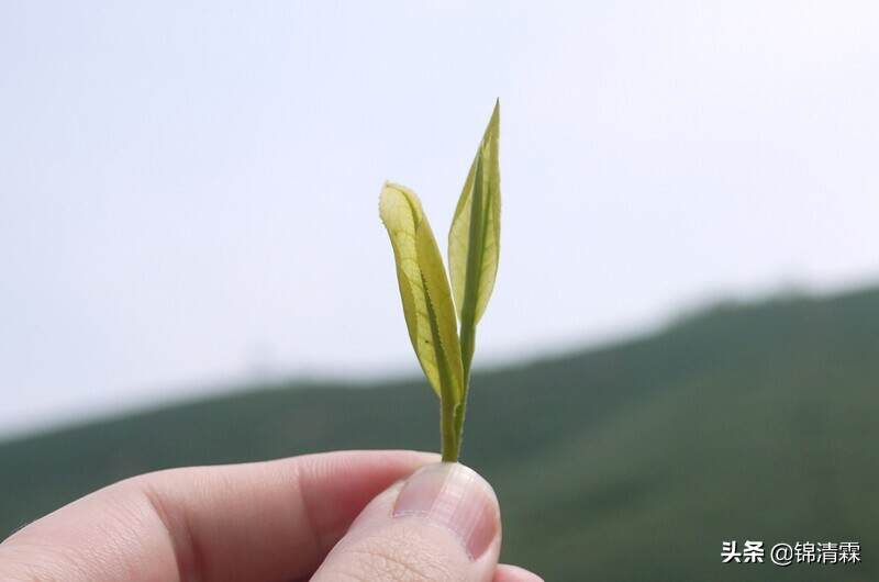 安吉白茶，再说一遍，我不是“白茶”