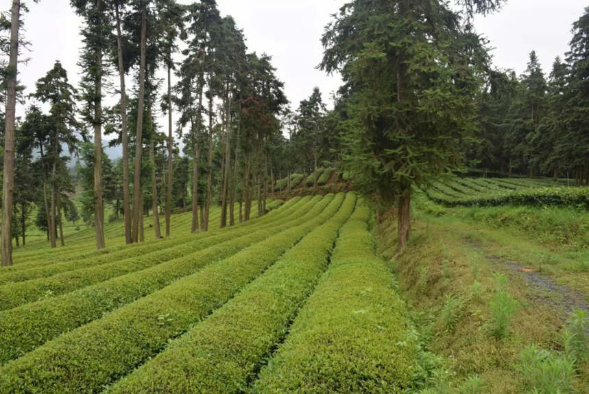 根脉相承 做新时代的“茶匠”