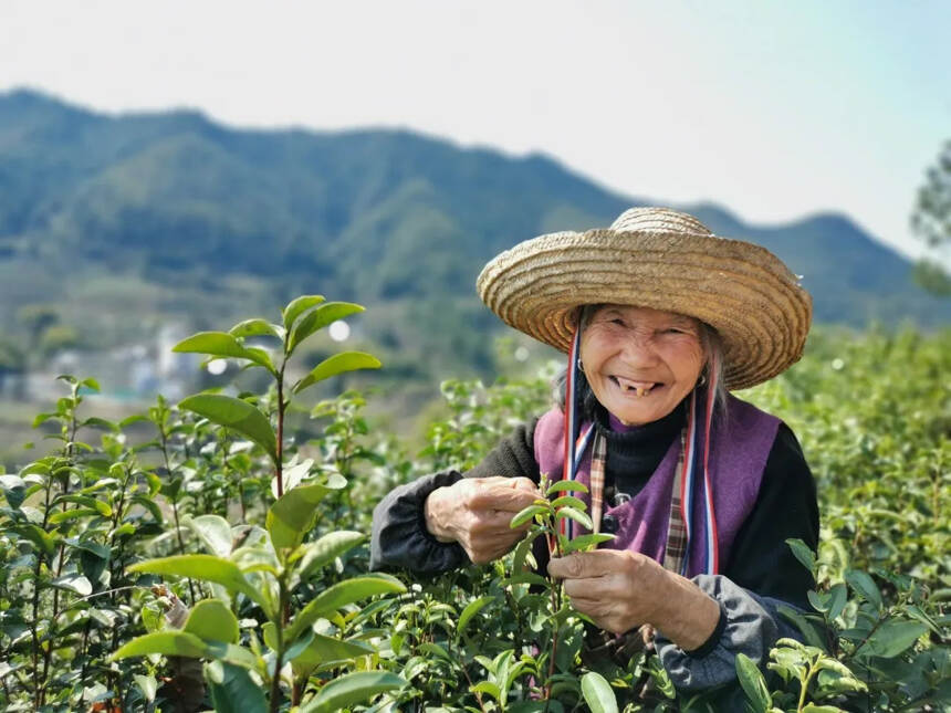 遇茶 | 上犹高山剑绿 沉浮间灵气隐现