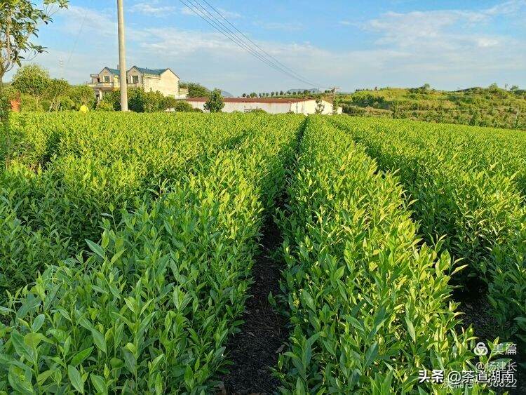 春节，让我们一起走进“湖南红茶”之源