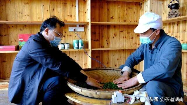 采茶采到手酸麻，制茶像练“铁砂掌”——茶山一日尝甘苦