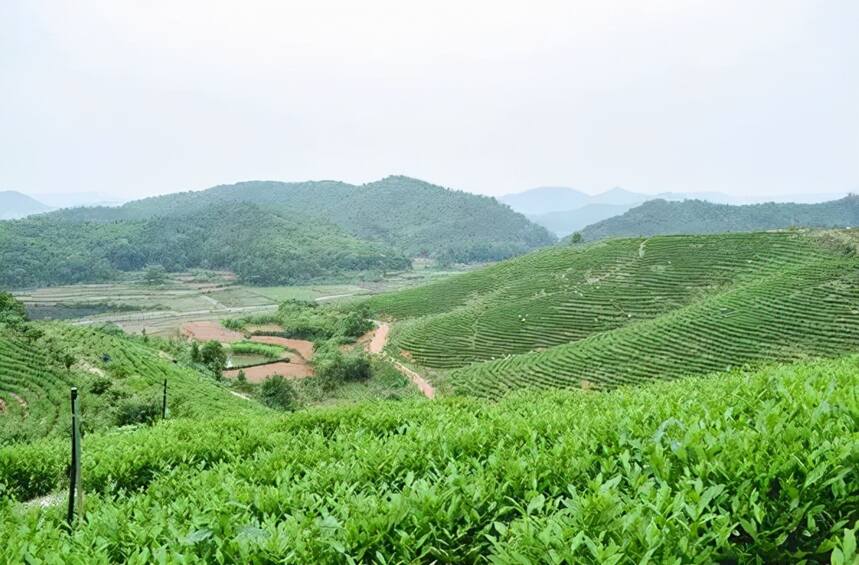 九江“神脉溪”茶获得“高岭中国村·瓷茶文化节”茶叶评比特等奖