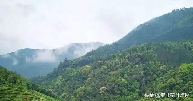 岩茶｜高山生态产茶带